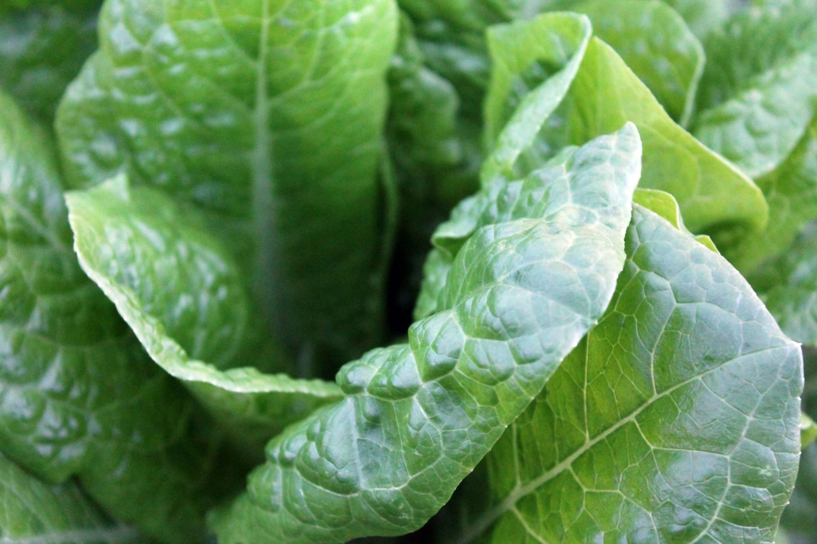 the-benefits-of-methylfolate-tespo-vitamins